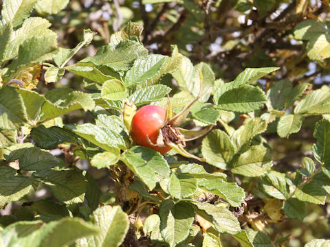 Rosa rugosa