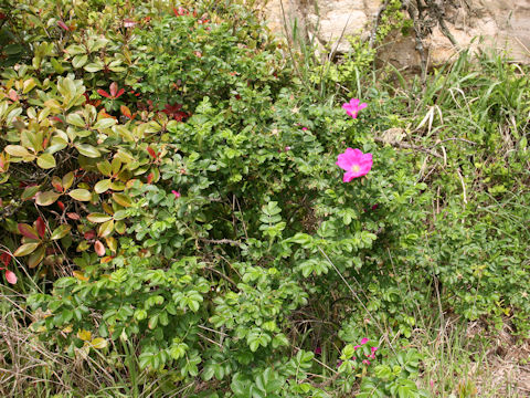 Rosa rugosa