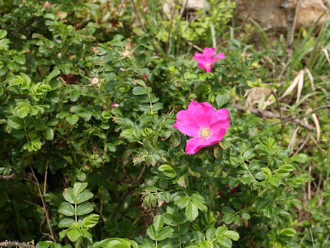 Rosa rugosa