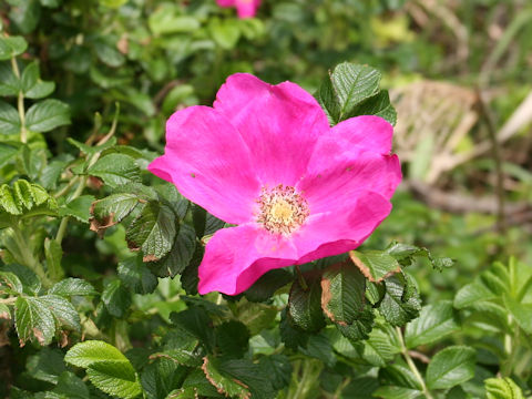 Rosa rugosa