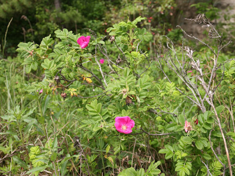 Rosa rugosa