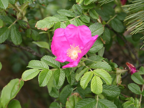 Rosa rugosa