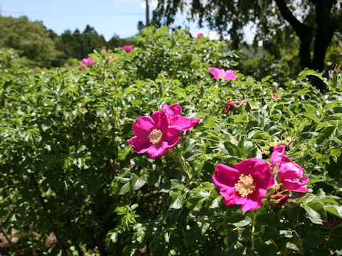 Rosa rugosa