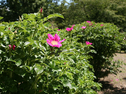 Rosa rugosa