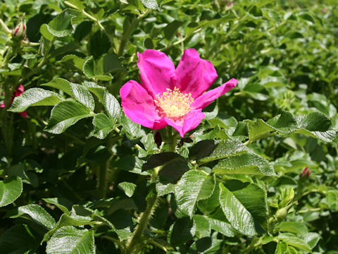 Rosa rugosa