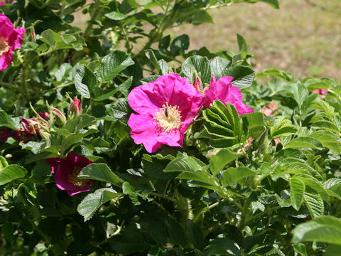 Rosa rugosa