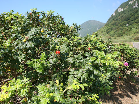 Rosa rugosa