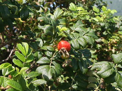 Rosa rugosa