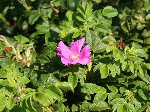 Rosa rugosa