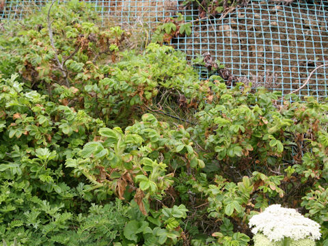 Rosa rugosa