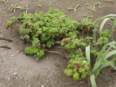 Rosa rugosa