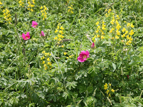 Rosa rugosa