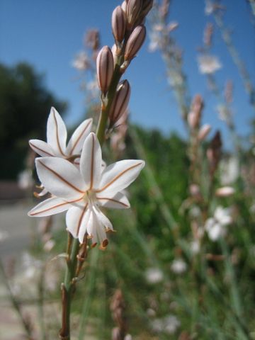 Asphodelus fistulosus