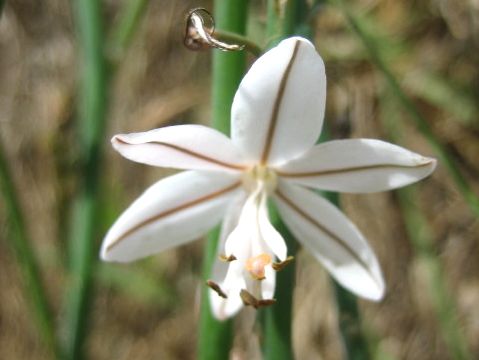 Asphodelus fistulosus