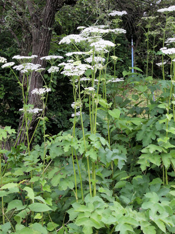 Heracleum nipponicum