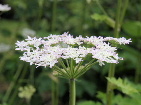 Heracleum nipponicum