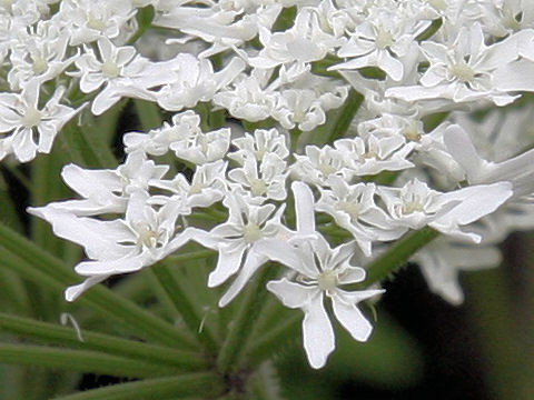 Heracleum nipponicum