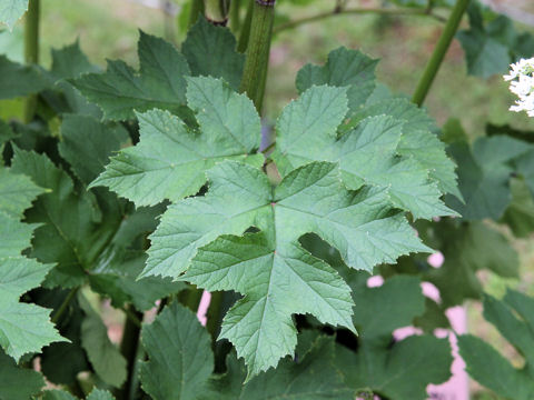 Heracleum nipponicum