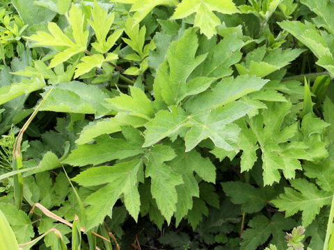 Heracleum nipponicum