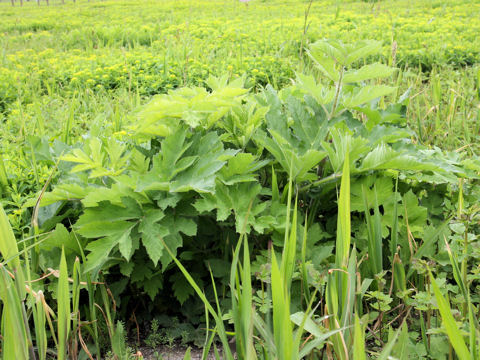 Heracleum nipponicum