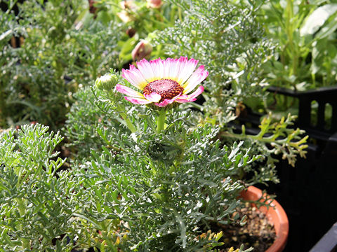 Chrysanthemum carinatum