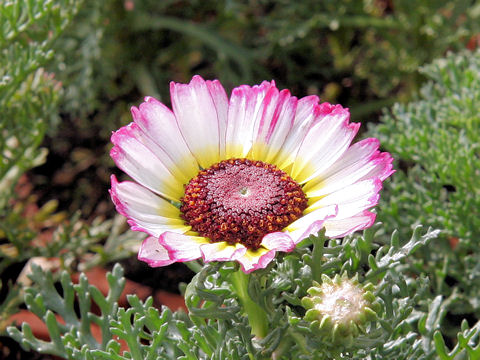 Chrysanthemum carinatum