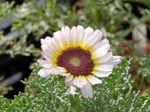 Chrysanthemum carinatum