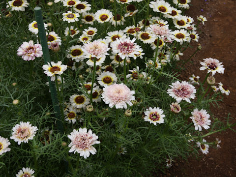 Chrysanthemum carinatum cv. Coconuts Ice