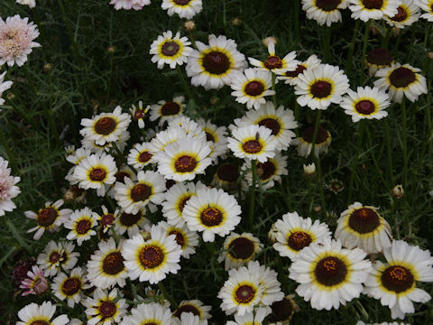 Chrysanthemum carinatum cv. Coconuts Ice