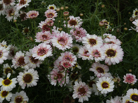 Chrysanthemum carinatum cv. Coconuts Ice