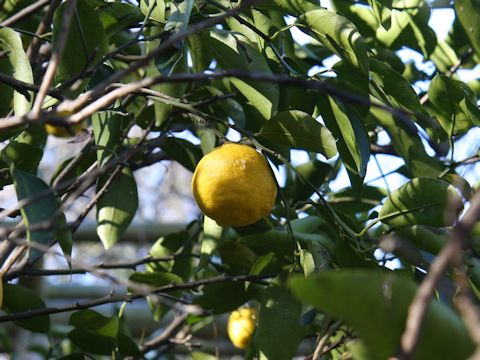 Citrus hanayu