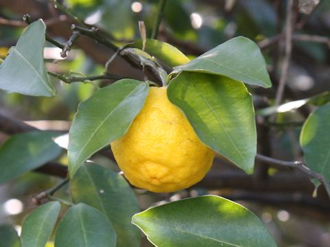 Citrus hanayu