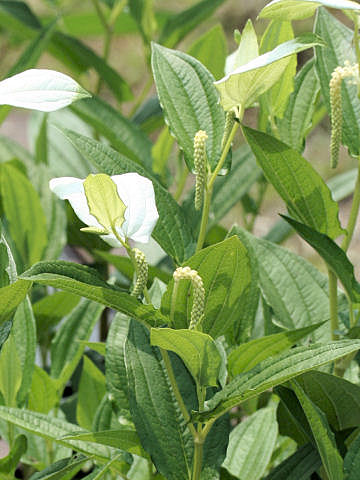 Saururus chinensis