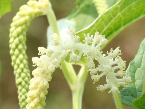 Saururus chinensis