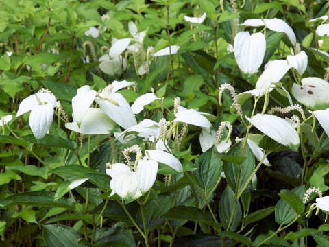 Saururus chinensis