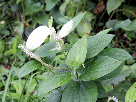 Saururus chinensis