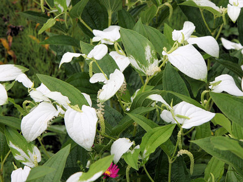 Saururus chinensis