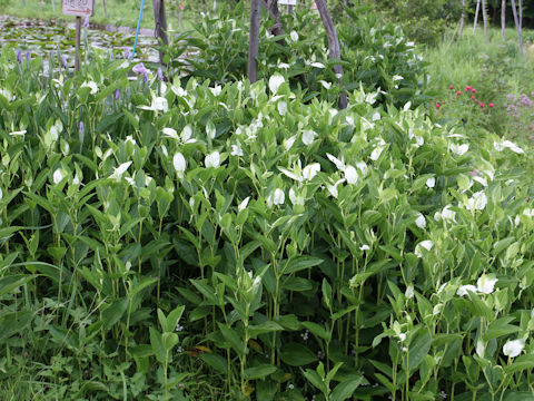 Saururus chinensis