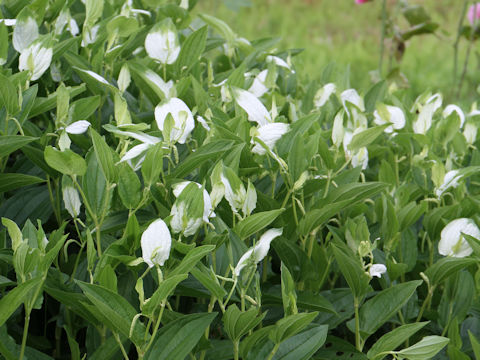 Saururus chinensis