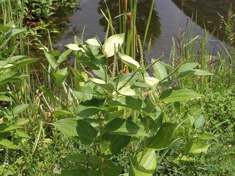 Saururus chinensis