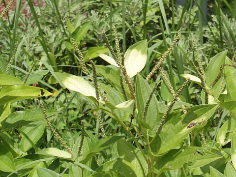 Saururus chinensis