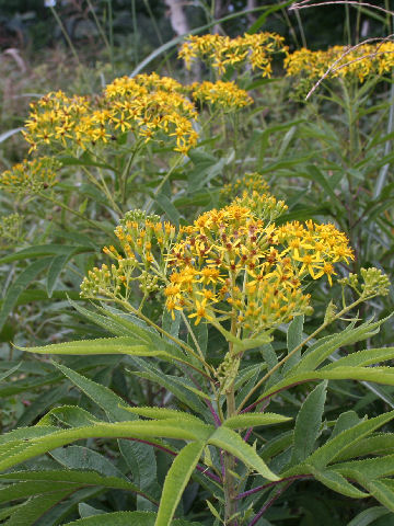 Senecio cannabifolius