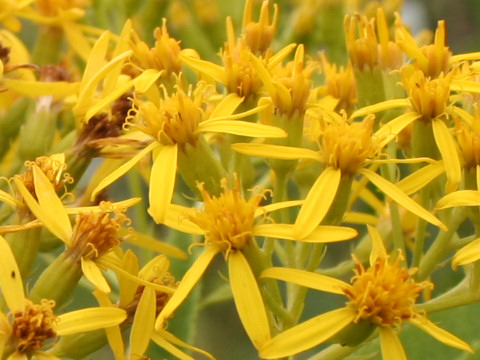 Senecio cannabifolius