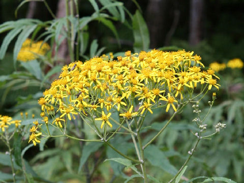 Senecio cannabifolius