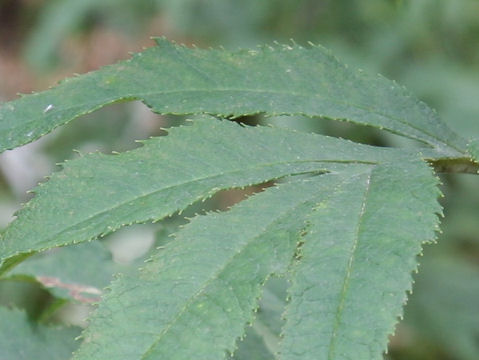 Senecio cannabifolius