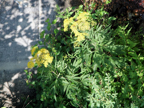 Senecio cannabifolius