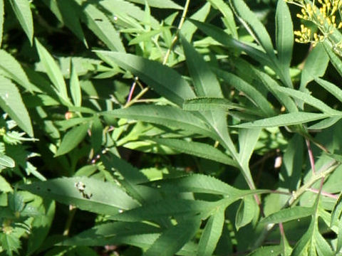 Senecio cannabifolius