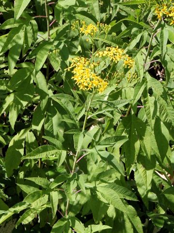 Senecio cannabifolius