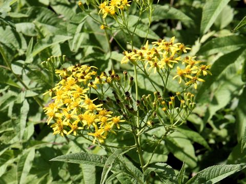 Senecio cannabifolius