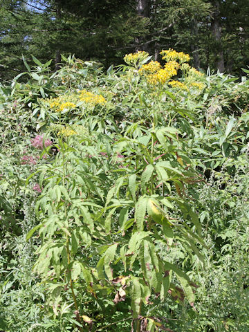 Senecio cannabifolius